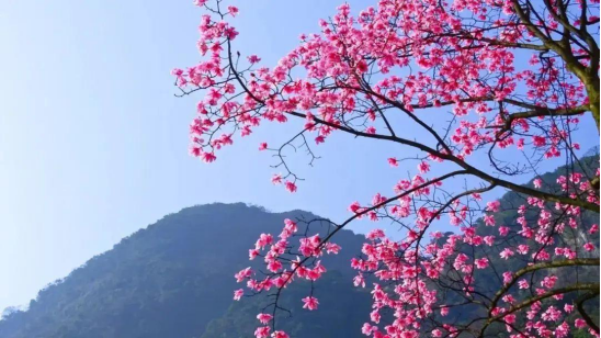 踏春季丨想要的詩和遠方，北川為你安排上了！