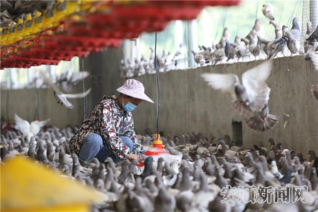 紫云县坝寨村：小小鸽子带领农户增收脱贫