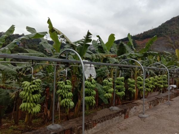 册亨县香蕉扶贫产业园核心区共流转364户土地种植香蕉810亩,年亩
