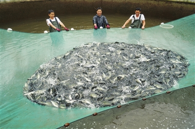 遵义赤水市：生态冷水鱼带动群众增收致富