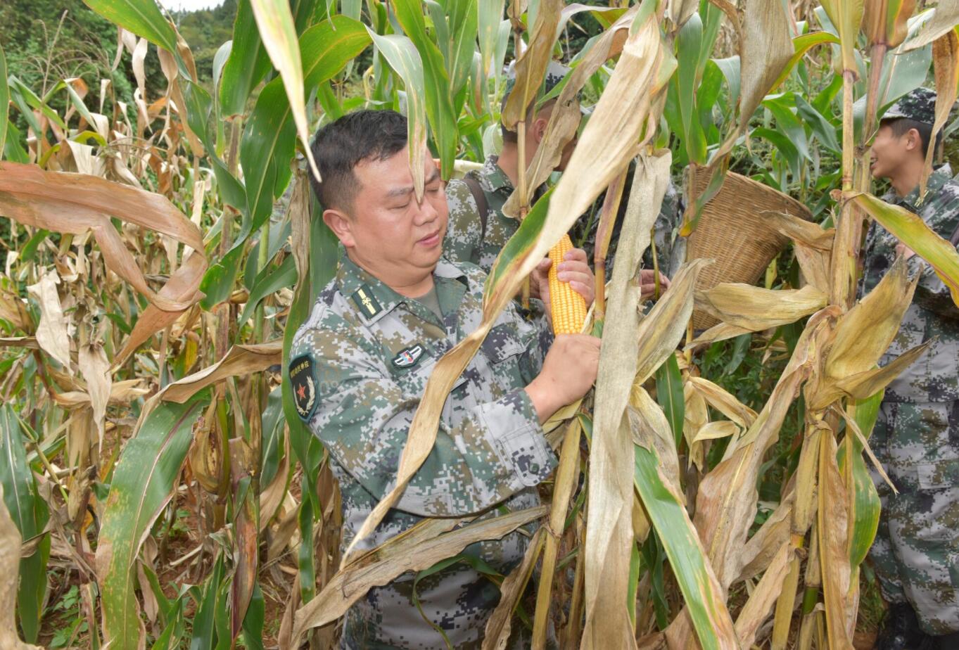 民兵助农增收   共建双拥情怀――贵州省普安县组织基干民兵帮助缺劳群众抢收玉米